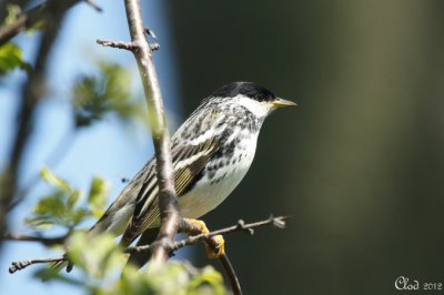 Paruline raye - Blackpoll Warbler