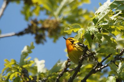 Paruline  gorge orange - Blackburnian Warbler