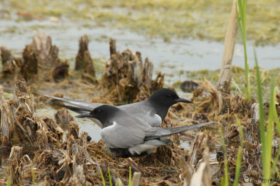 Guifettes noire - Black Terns