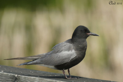 Guifette noire - Black Tern