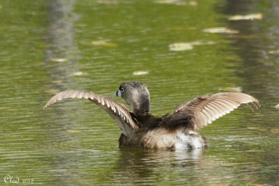 Grbe  bec bigarr - Pied-billed Grebe