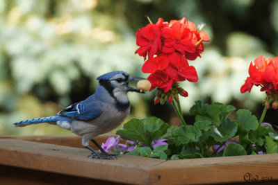 Geai bleu - Blue Jay