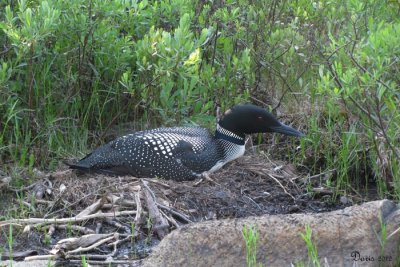 Plongeon Huard - Common Loon