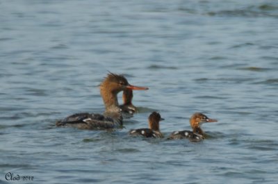 Harle hupp et petits - Red-breasted Merganser and youngs