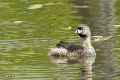 Grbe  bec bigarr -Pied-billed Grebe