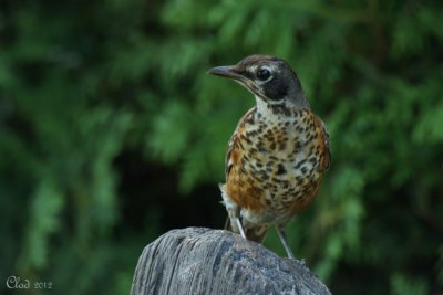 Jeune Merle dAmrique - American Robin juvenile