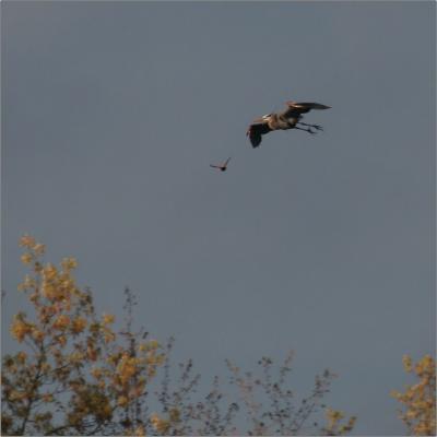 IMG_2776w.jpg