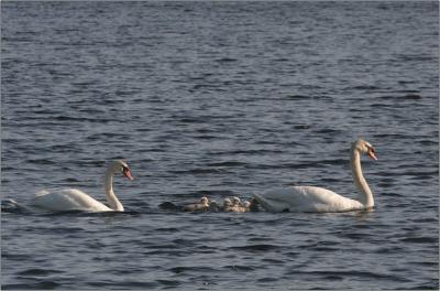 IMG_3507w.jpg