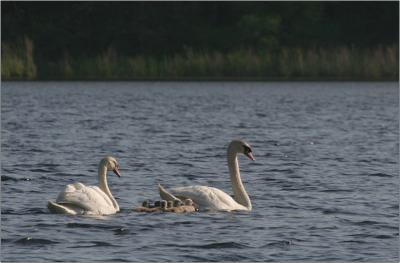 IMG_3522w.jpg