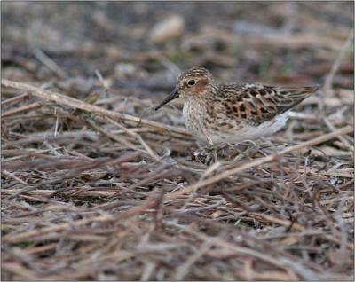Great Meadows Refuge