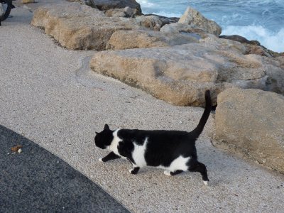 Cat in Tel-Aviv