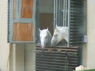 Royal horses (Spanische Hofreitschule)