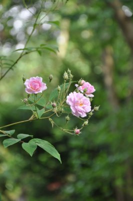 DSC_0056.jpg