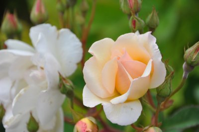 DSC_0129.JPG