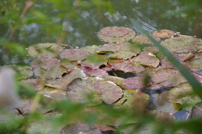 DSC_0087.JPG