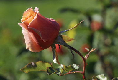 Morehead rose garden