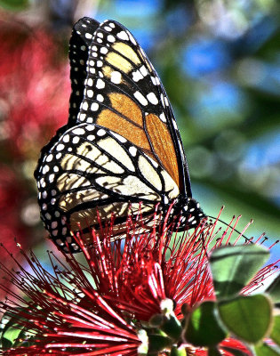 Monarch, Pacific Grove