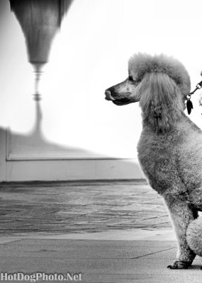 2011 Carmel Poodle Parade