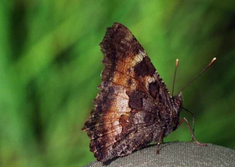 California tortoisehell butterfly