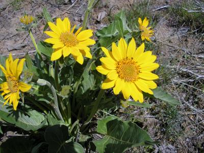 Arrow-leaf balsamroot