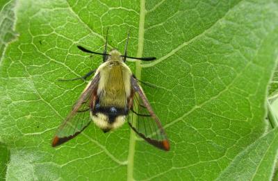 Snowberry clearwing moth, Hemaris diffinis (Boisduval)