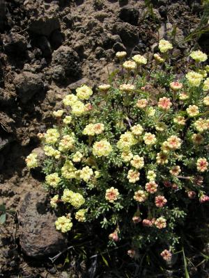 Thyme-leaved buckwheat, Eriogonum thymoides