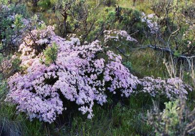 Phlox sp., probably showy phlox