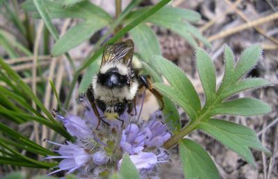 Bumble Bee_Ballhead waterleaf