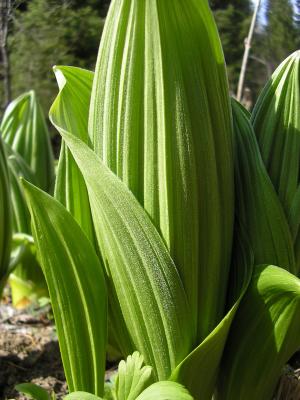 False Hellebore