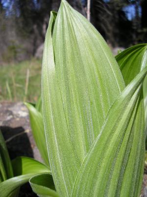 False Hellebore