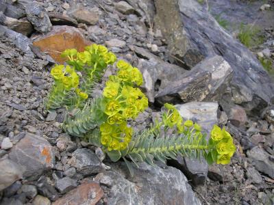 Myrtle spurge, Euphorbia myrsinites