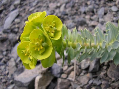 Myrtle spurge, Euphorbia myrsinites