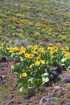 Arrow-leaf balsamroot