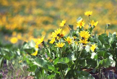 Balsamroot landscape