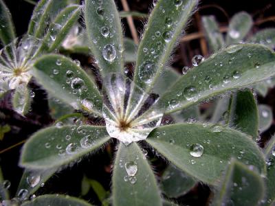 rainy_day_lupine