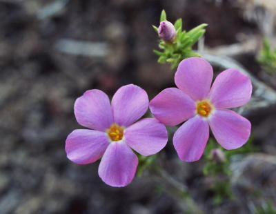 phlox, phlox, sp.