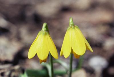 Yellow bell, Fritillaria pudica