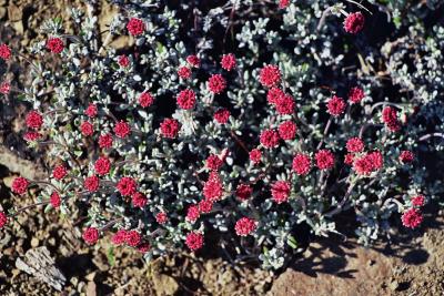 Thyme leaved buckwheat, Eriogonum thymoides