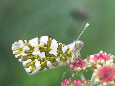 Desert marble butterfly.jpg