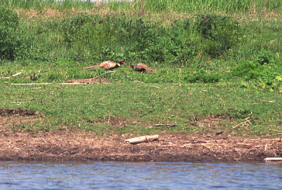 Ring-neck pheasants