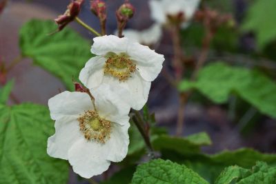 Thimleberry,  Rubus parviflorus