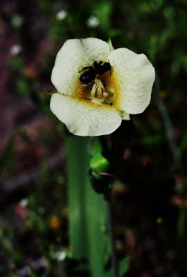 Cascade mariposa lily,  Calochortus subalpinus