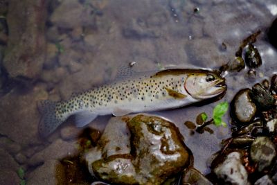Westslope cutthroat  trout