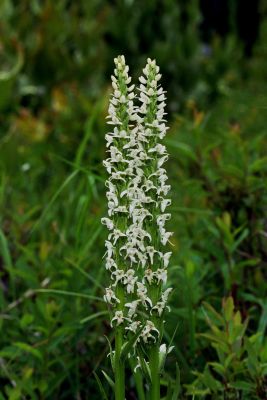 White rein-orchid