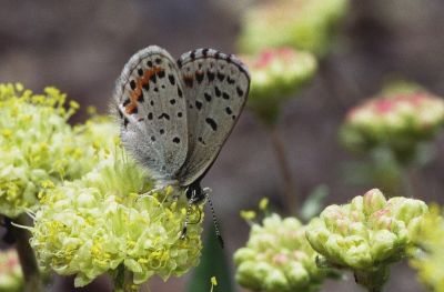 Square-dotted blue