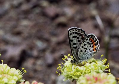 Square-dotted blue