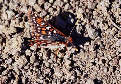Checkerspot butterfly, Euphydryas sp.