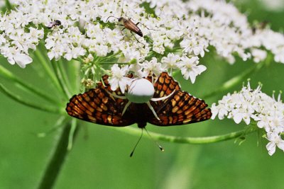 Spider captured checkerspot butterfly