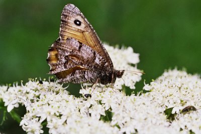 Great arctic, Oeneis nevadensis