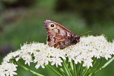 Great arctic, Oeneis nevadensis